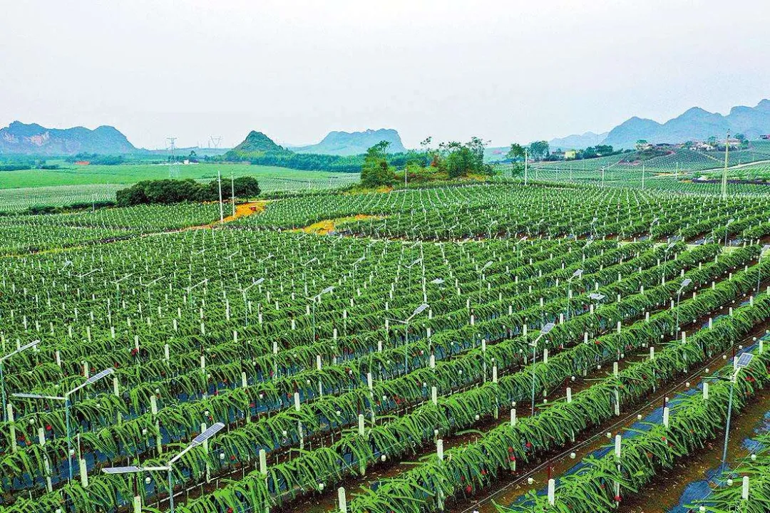 農業生產托管是中國農業發展的主要趨勢(圖11)